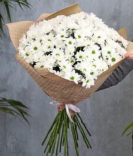 Букет из 25 белых кустовых хризантем Бакарди